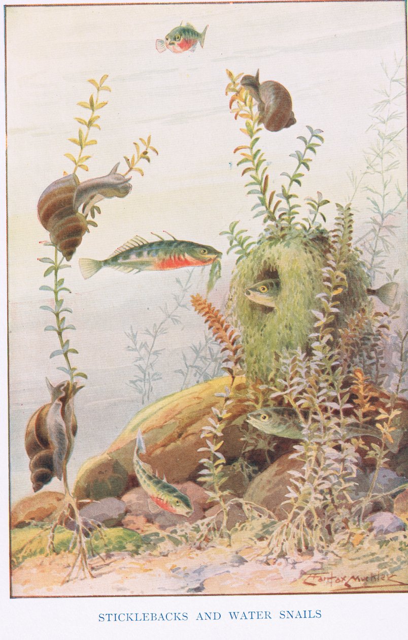Cierniki i ślimaki wodne, ilustracja z „Country Ways and Country Days” (kolor lito) autorstwa Louis Fairfax Muckley