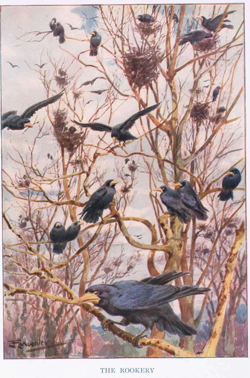 The Rookery, ilustracja z „Country Ways and Country Days” (kolor lito) autorstwa Louis Fairfax Muckley