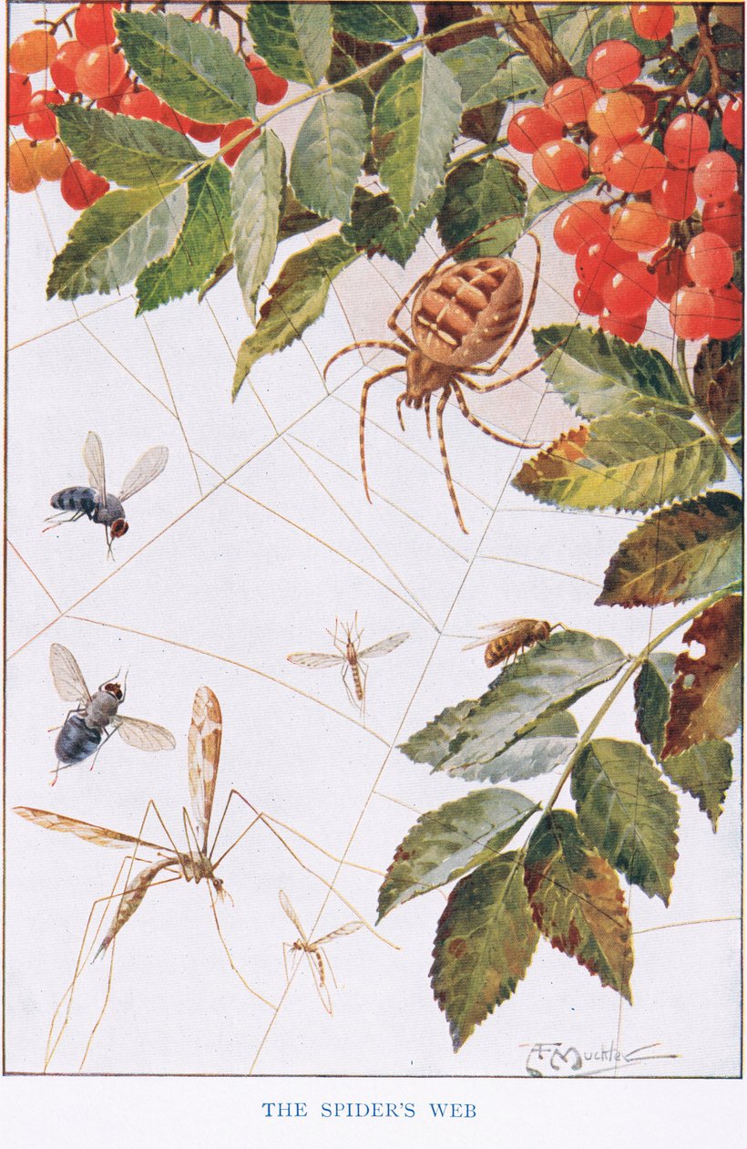 Pajęczyna pająka, ilustracja z filmu „Country Ways and Country Days” (lito kolorowe) autorstwa Louis Fairfax Muckley