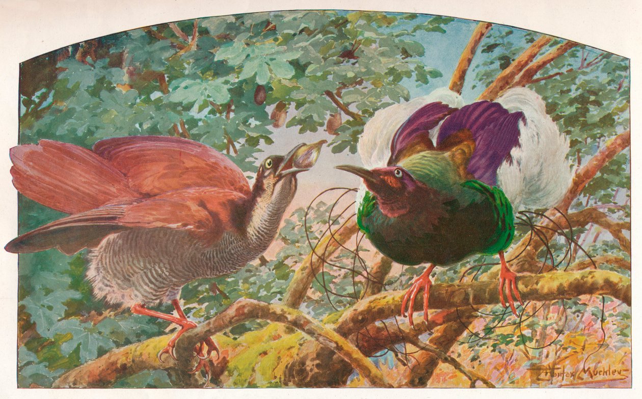 Dwunastoprzewodowe ptaki raju, c1910, 1911 autorstwa Louis Fairfax Muckley