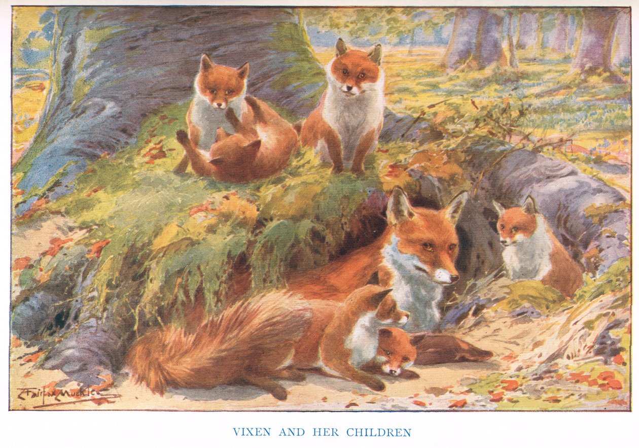 Vixen i jej dzieci, ilustracja z „Drogi wiejskie i dni wiejskie” (kolor lito) autorstwa Louis Fairfax Muckley