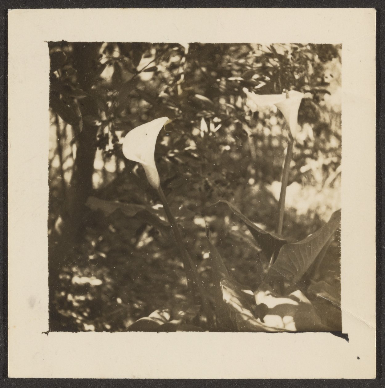 [Calla Lilies] autorstwa Louis Fleckenstein