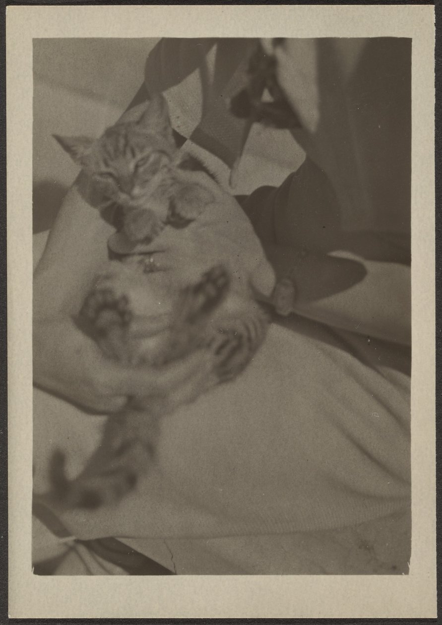 [Cat] autorstwa Louis Fleckenstein