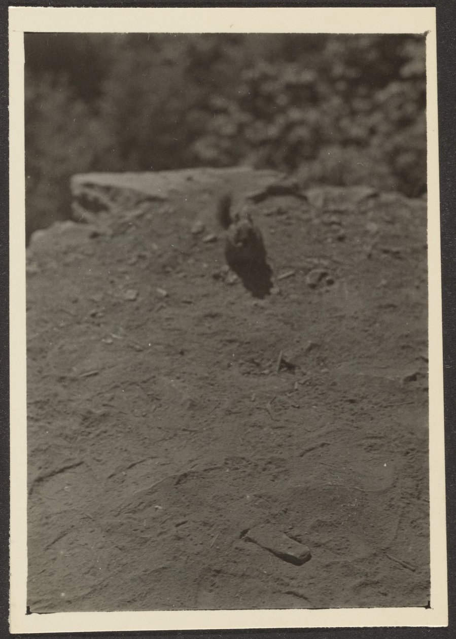 [Chipmonk on Trail] autorstwa Louis Fleckenstein