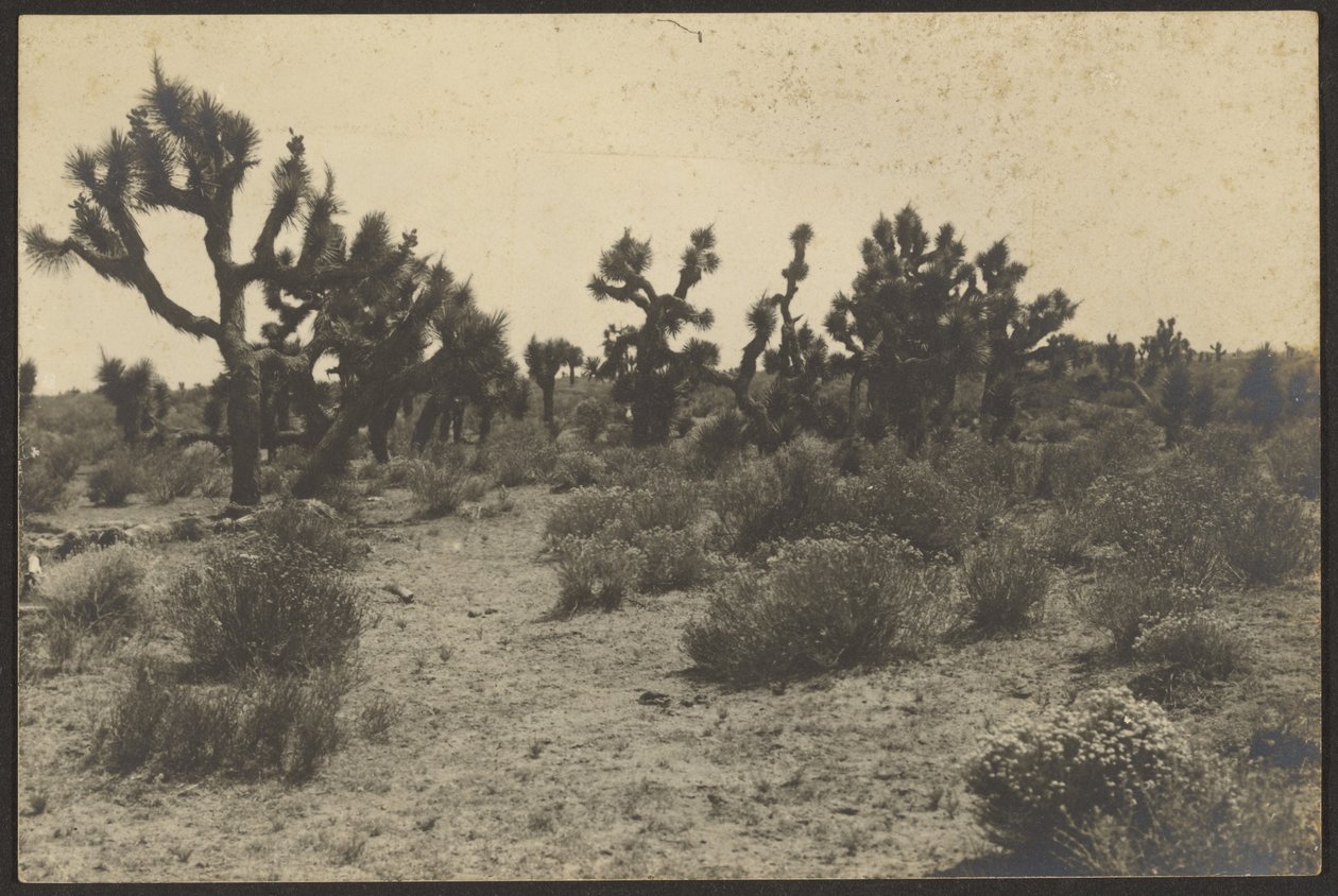 Pustynia Mojave autorstwa Louis Fleckenstein