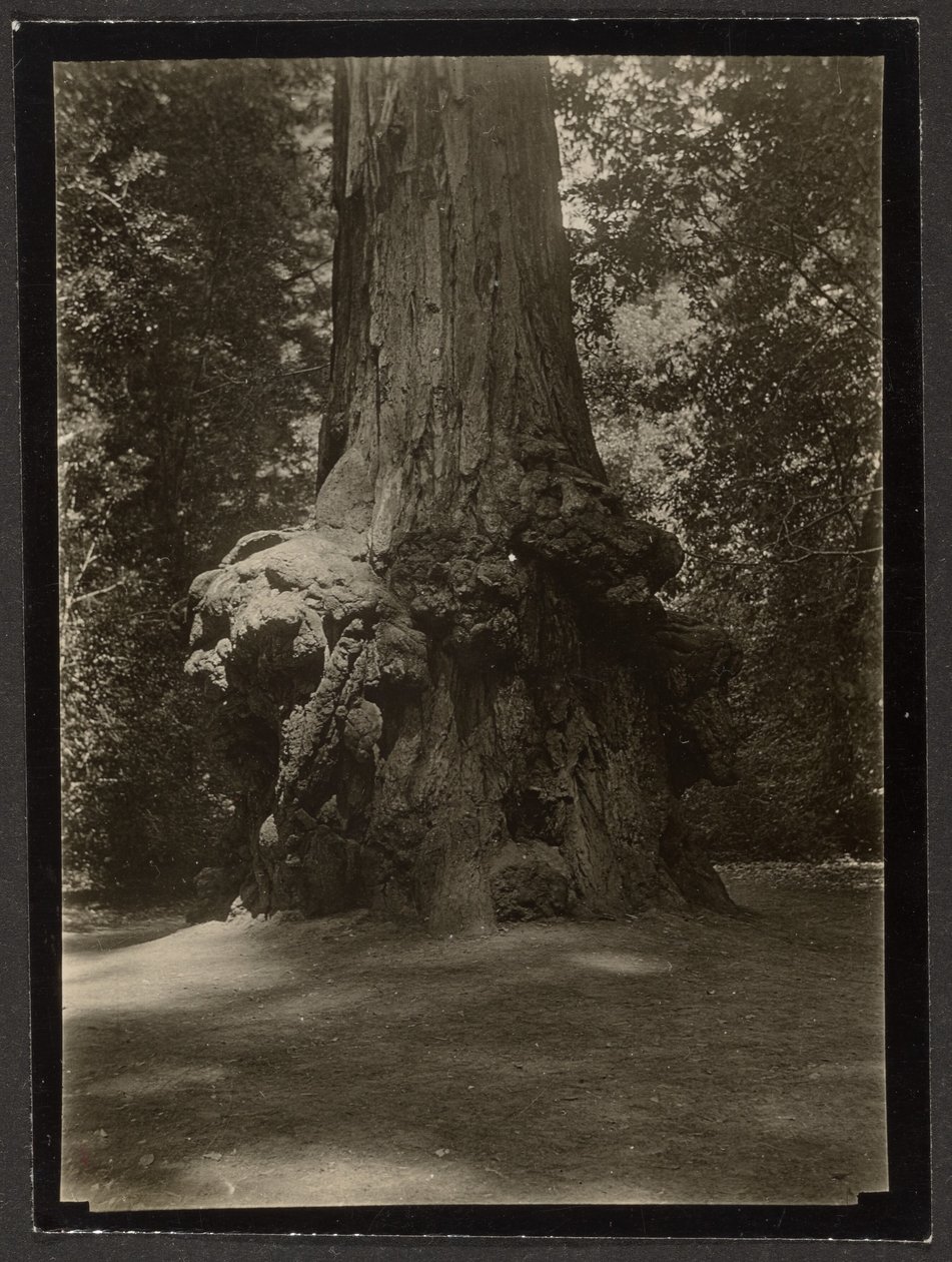 [Sekwoja, Big Basin] autorstwa Louis Fleckenstein