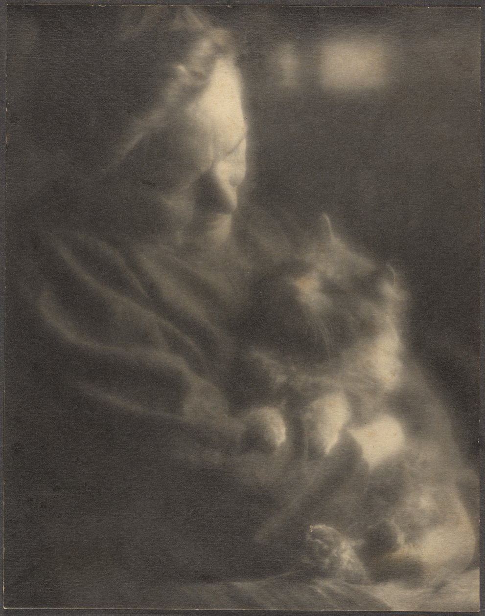 Angora domowa autorstwa Louis Fleckenstein