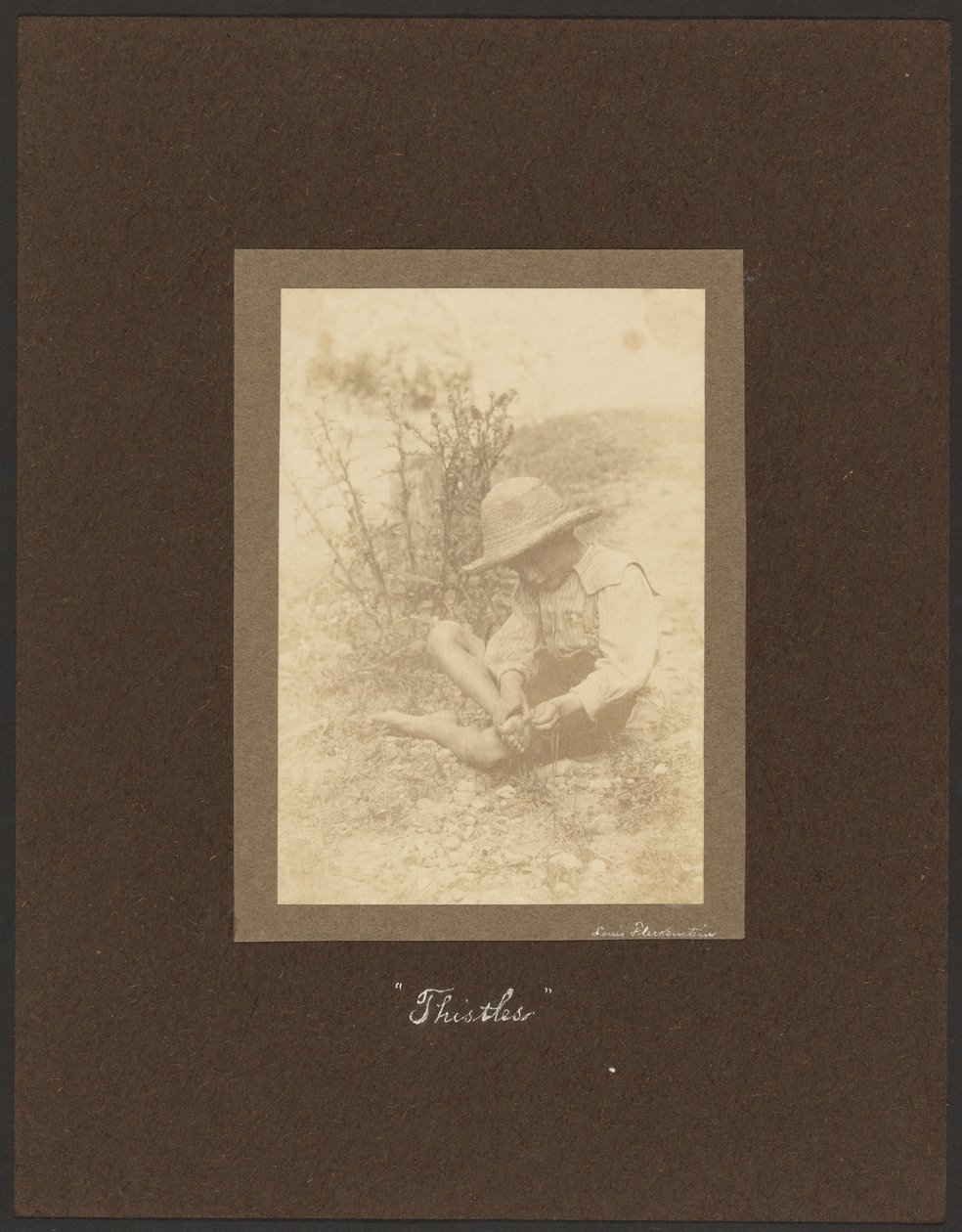 Osty autorstwa Louis Fleckenstein