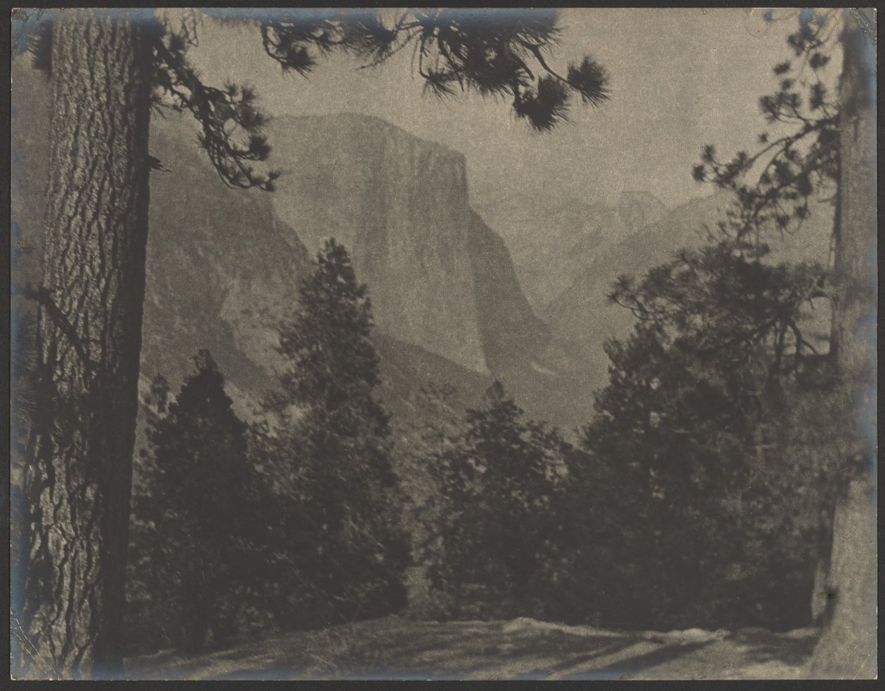Yosemite, wśród sosen autorstwa Louis Fleckenstein