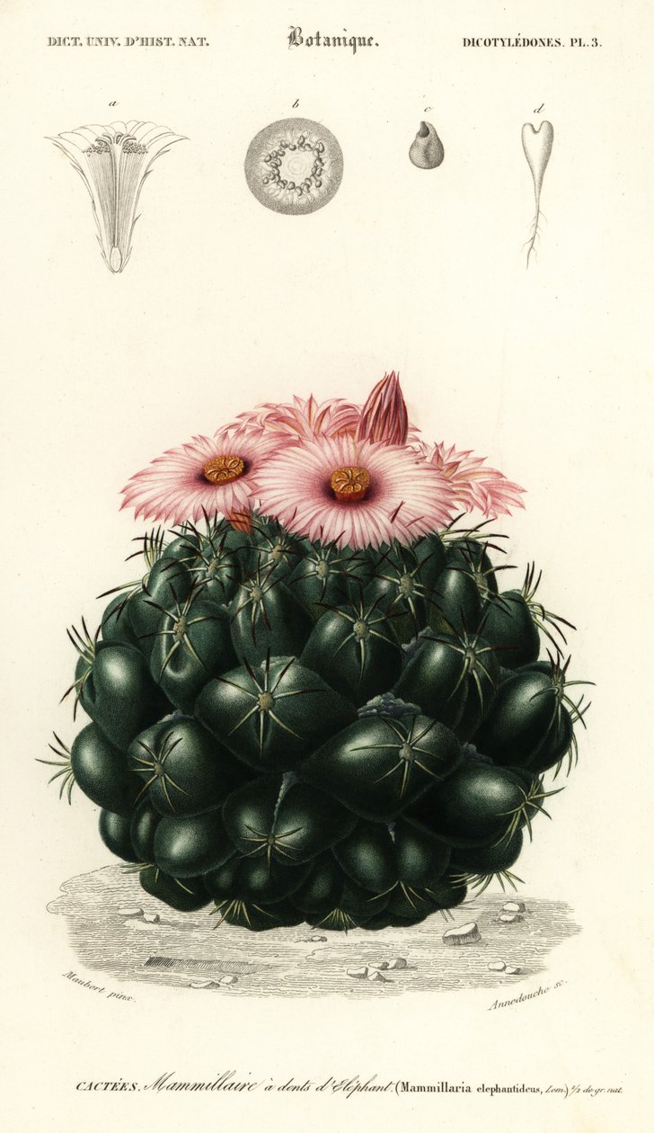 Kaktus ulowy, Coryphantha elephantidens.,1849 (grawerowanie) autorstwa Louis Joseph Edouard Maubert