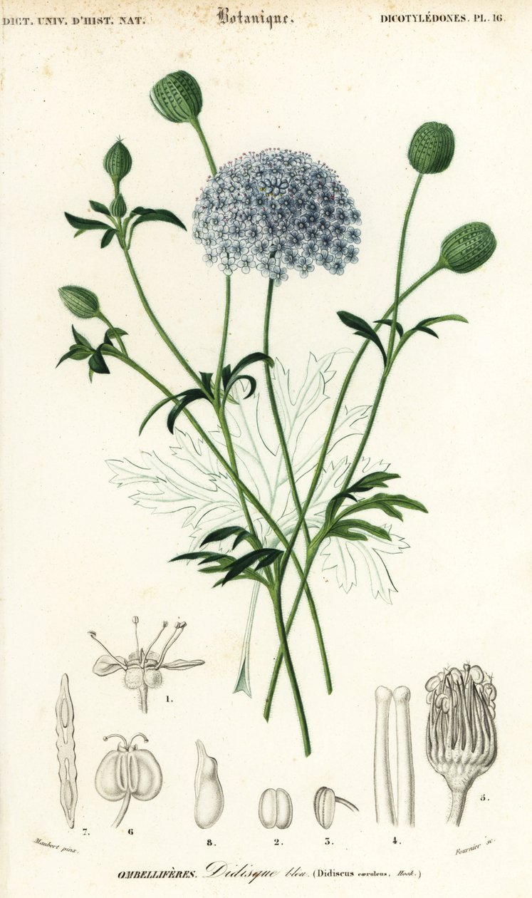 Niebieski koronkowy kwiat, Trachymene coerulea. ,1849 (grawerowanie) autorstwa Louis Joseph Edouard Maubert