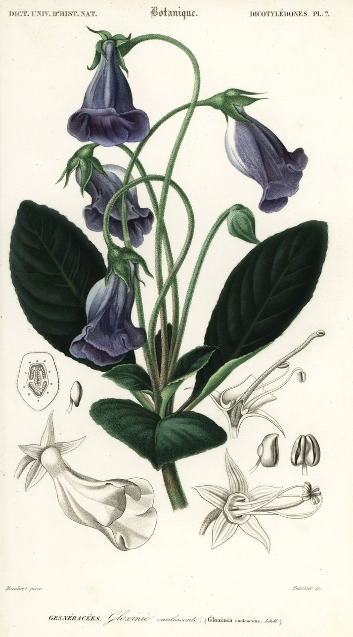 brazylijska gloksynia, Sinningia speciosa.,1849 (grawerowanie) autorstwa Louis Joseph Edouard Maubert