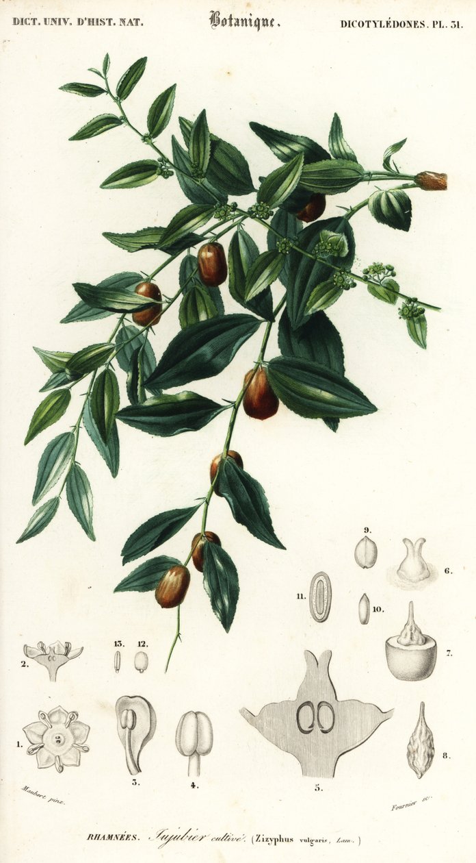 Chińska data lub jujube, Ziziphus jujuba. ,1849 (grawerowanie) autorstwa Louis Joseph Edouard Maubert