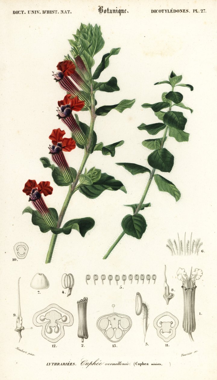 Cygaro, Cuphea llavea. ,1849 (grawerowanie) autorstwa Louis Joseph Edouard Maubert