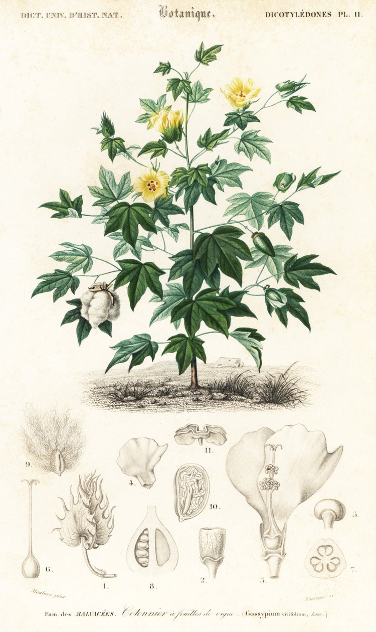Bawełna, Gossypium barbadense.,1849 (grafika) autorstwa Louis Joseph Edouard Maubert