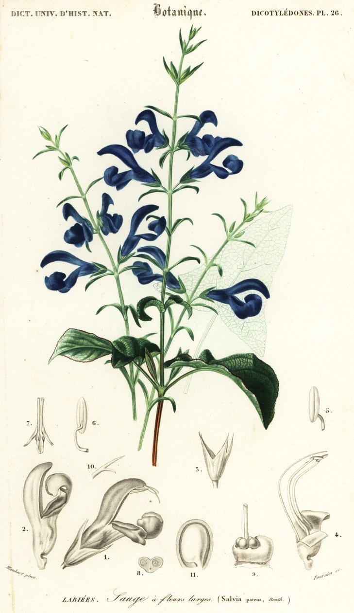Szałwia z goryczki lub szałwia rozłożysta, Salvia patens.,1849 (rycina) autorstwa Louis Joseph Edouard Maubert