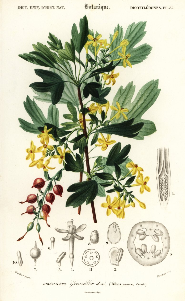 Porzeczka złota, porzeczka złota. , 1849 (grawerowanie) autorstwa Louis Joseph Edouard Maubert