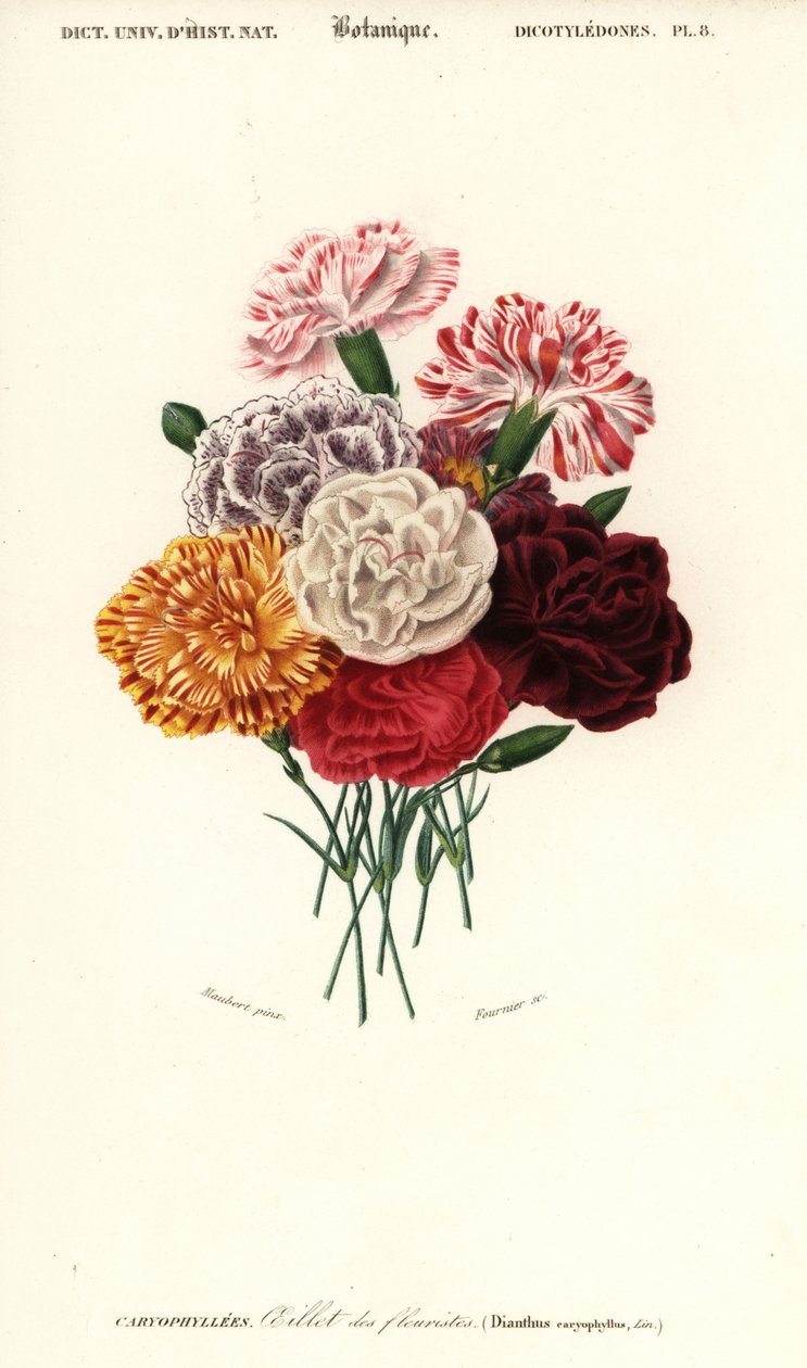 Grupa goździków, Dianthus caryophyllus. ,1849 (grawerowanie) autorstwa Louis Joseph Edouard Maubert