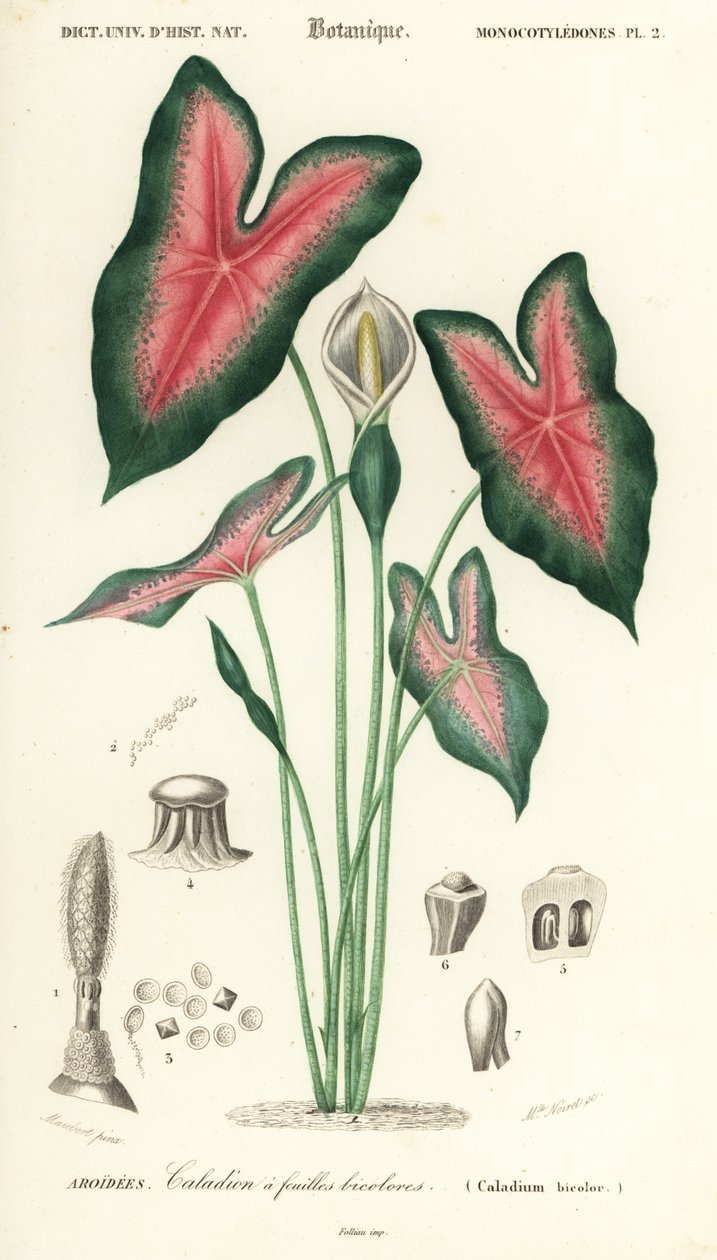 Serce Jezusa, Caladium bicolor. ,1849 (grawerowanie) autorstwa Louis Joseph Edouard Maubert