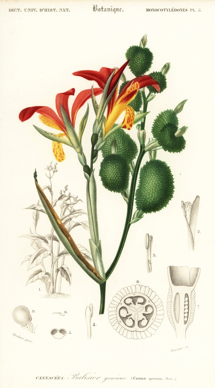 Indian shot, Canna indica. ,1849 (grawerowanie) autorstwa Louis Joseph Edouard Maubert