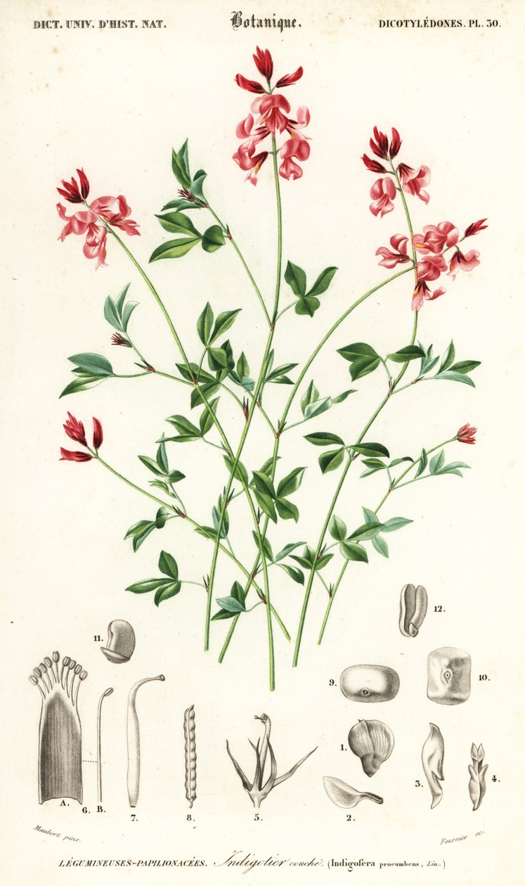 Roślina indygo, leżąca Indigofera. , 1849 (grawerowanie) autorstwa Louis Joseph Edouard Maubert