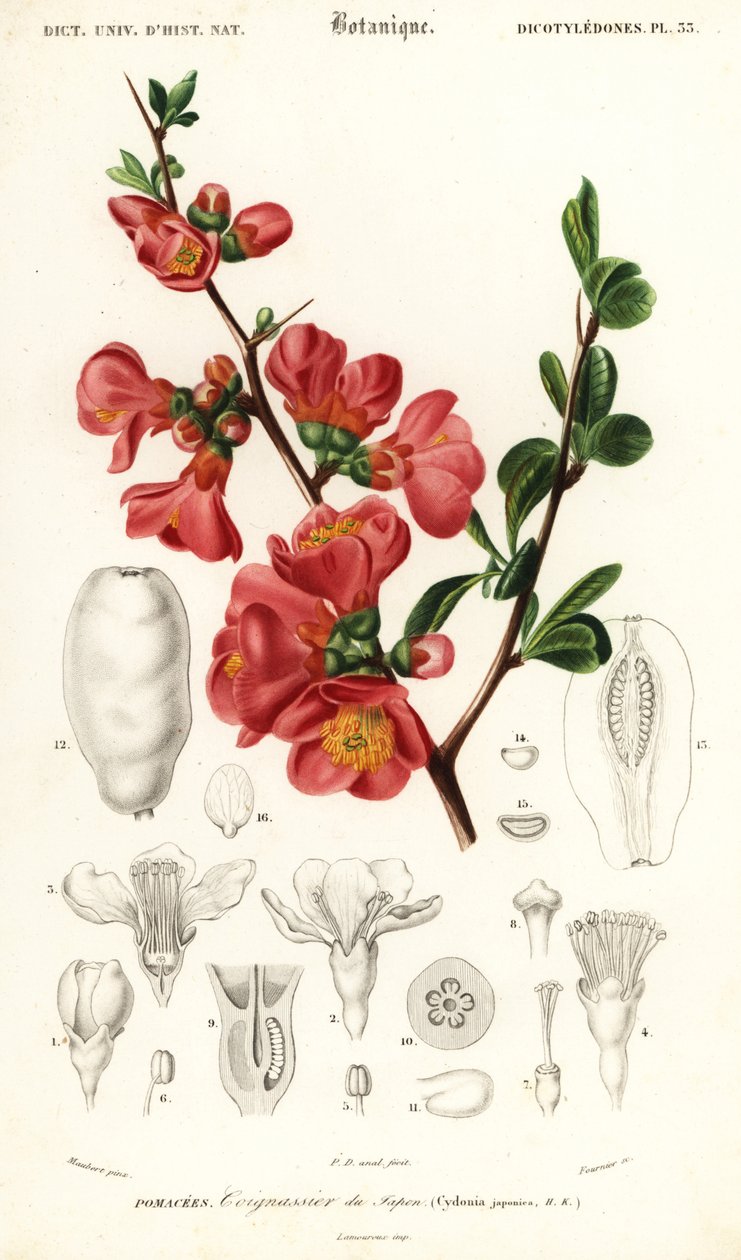 Pigwa japońska, Chaenomeles japonica.,1849 (rycina) autorstwa Louis Joseph Edouard Maubert