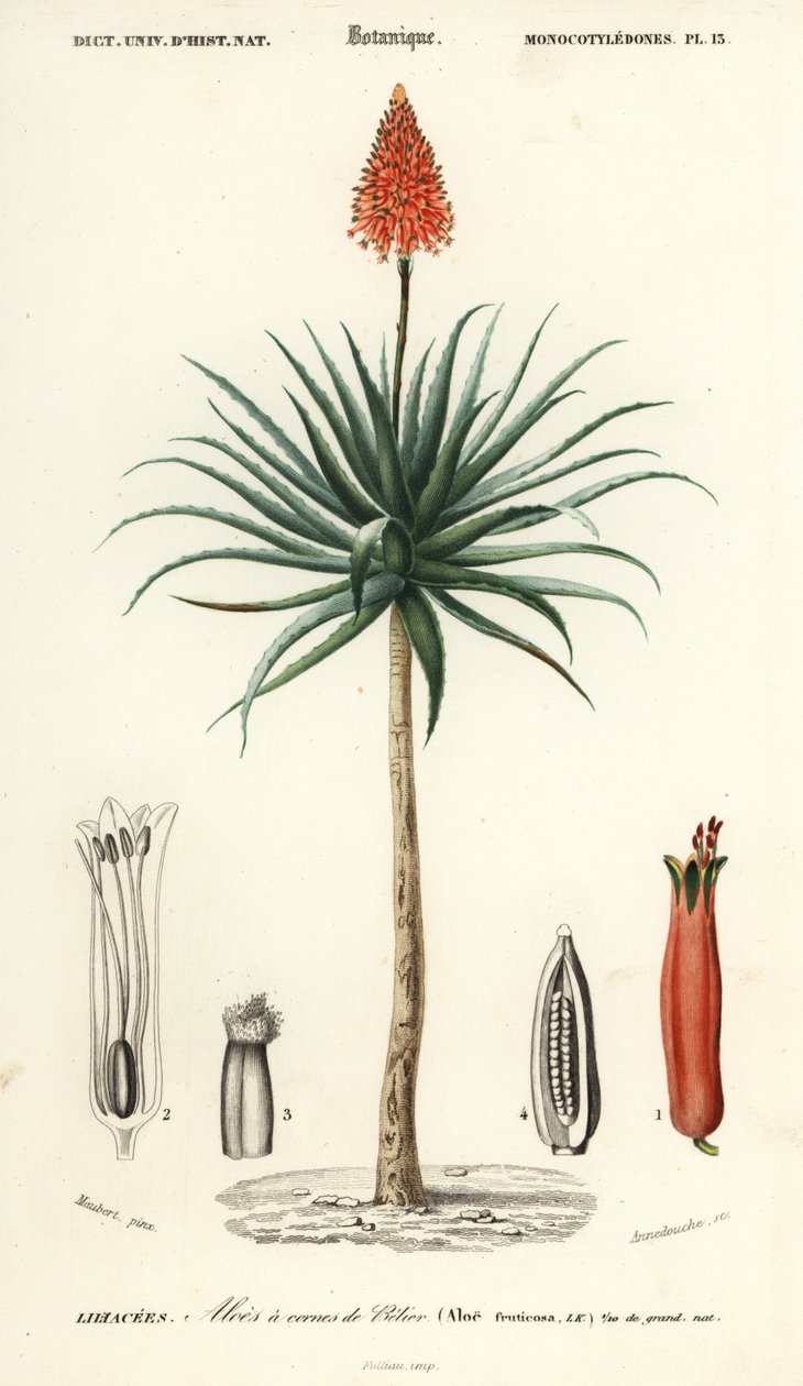 Krantz aloes, Aloe arborescens.,1849 (grawerowanie) autorstwa Louis Joseph Edouard Maubert