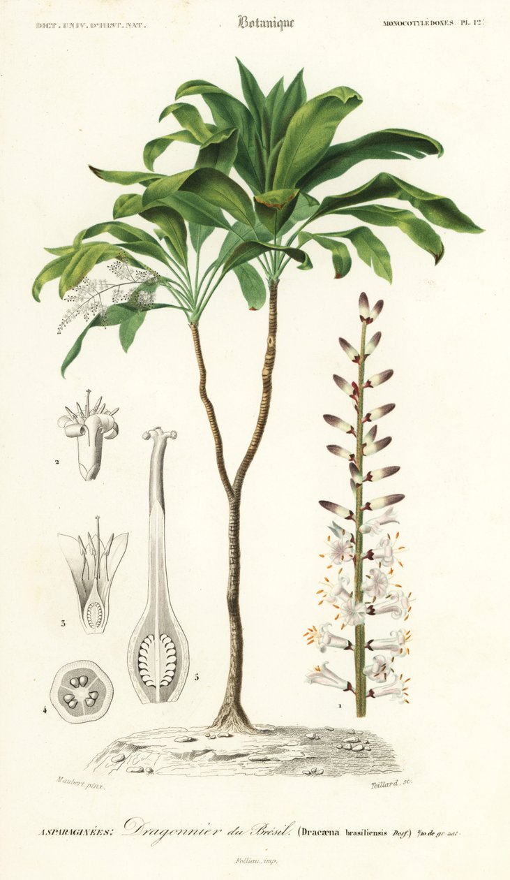 Lilia palmowa, Cordyline fruticosa.,1849 (grawerowanie) autorstwa Louis Joseph Edouard Maubert
