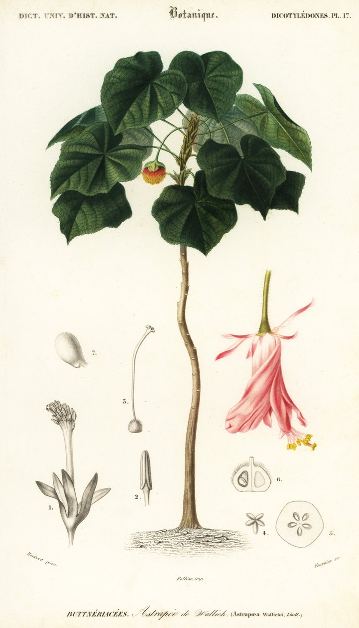 Pinkball, Dombeya wallichii. ,1849 (grawerowanie) autorstwa Louis Joseph Edouard Maubert
