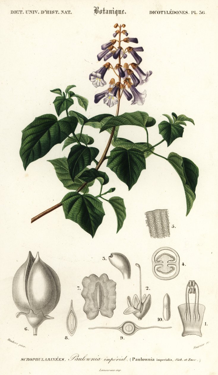 Księżniczka, drzewo cesarzowej lub naparstnica, Paulownia tomentos, 1849 (rycina) autorstwa Louis Joseph Edouard Maubert