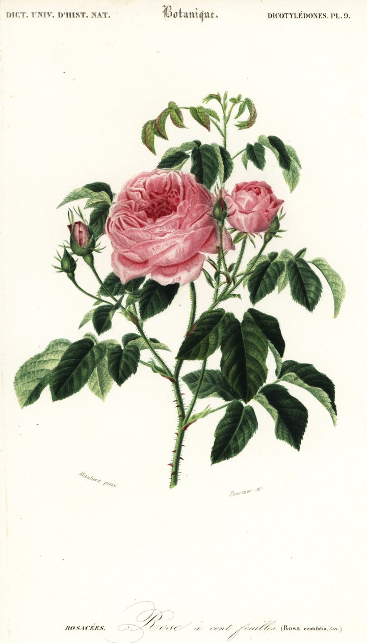 Róża prowansalska, Rosa x centifolia.,1849 (grawerowanie) autorstwa Louis Joseph Edouard Maubert
