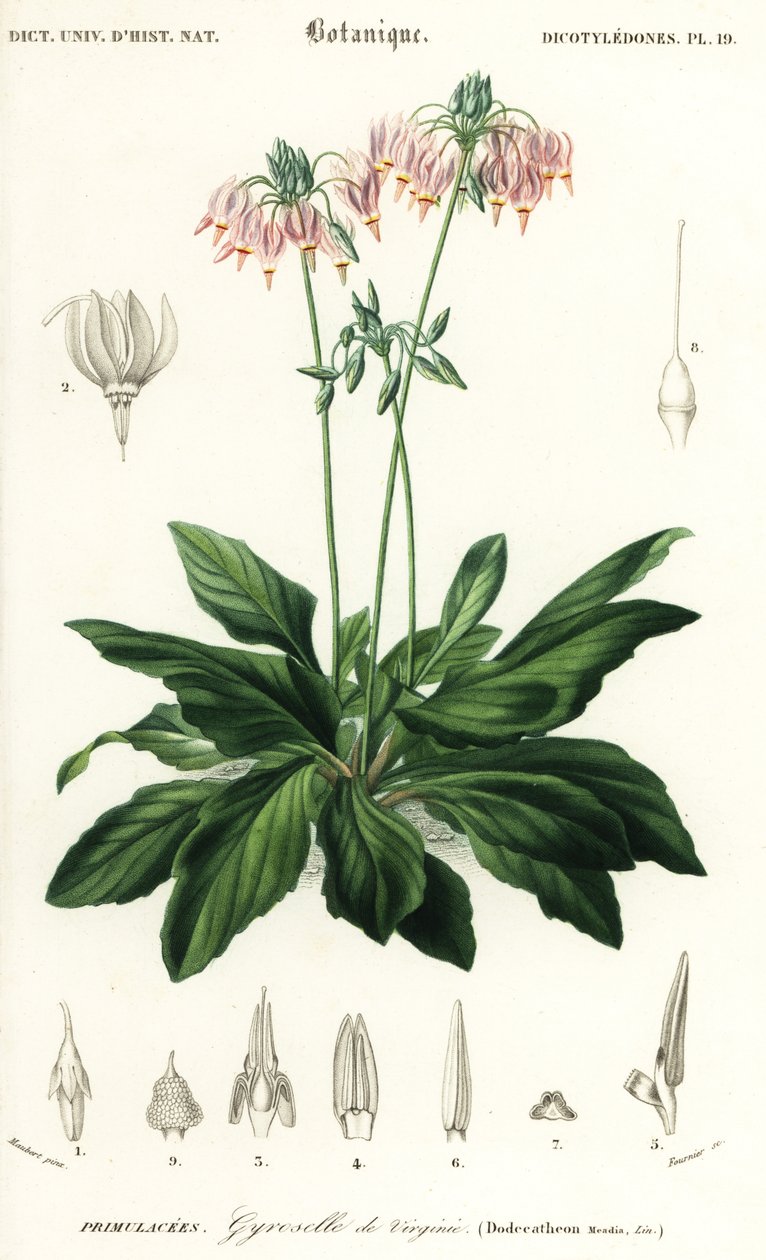 Spadająca gwiazda lub wschodnia spadająca gwiazda, Dodecatheon media. ,1849 (grawerowanie) autorstwa Louis Joseph Edouard Maubert