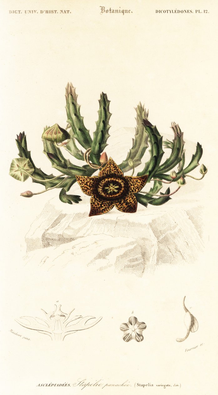 Kwiat gwiazdy, Orbea variegata.,1849 (grawerowanie) autorstwa Louis Joseph Edouard Maubert
