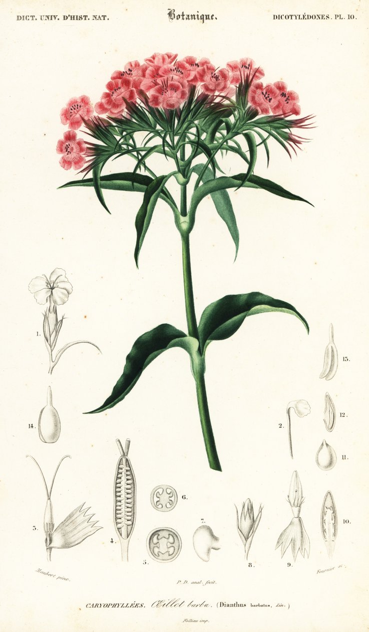 Słodki William, Dianthus barbatus.,1849 (grafika) autorstwa Louis Joseph Edouard Maubert
