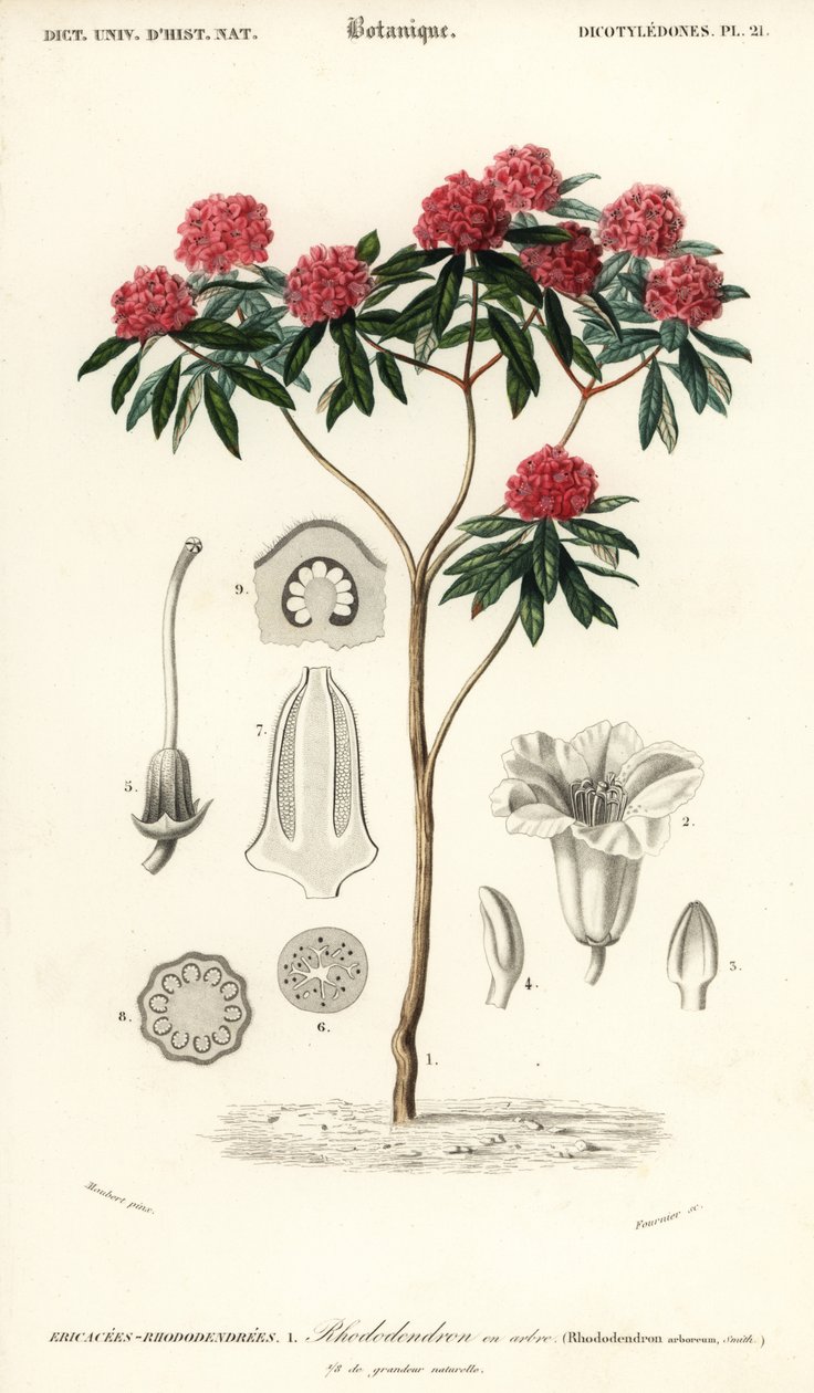 Różanecznik drzewny, arboreum rododendronów. ,1849 (grawerowanie) autorstwa Louis Joseph Edouard Maubert