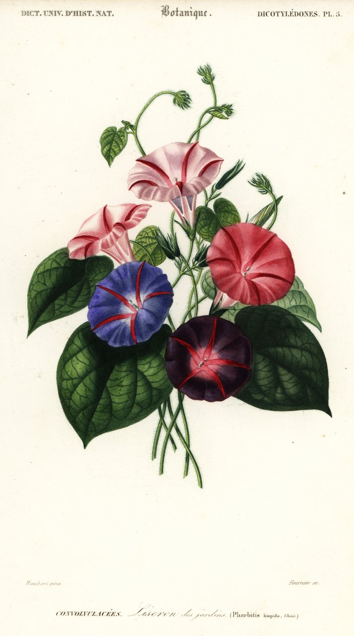 Odmiany powoju, Pharbitis hispida.,1849 (grawerowanie) autorstwa Louis Joseph Edouard Maubert