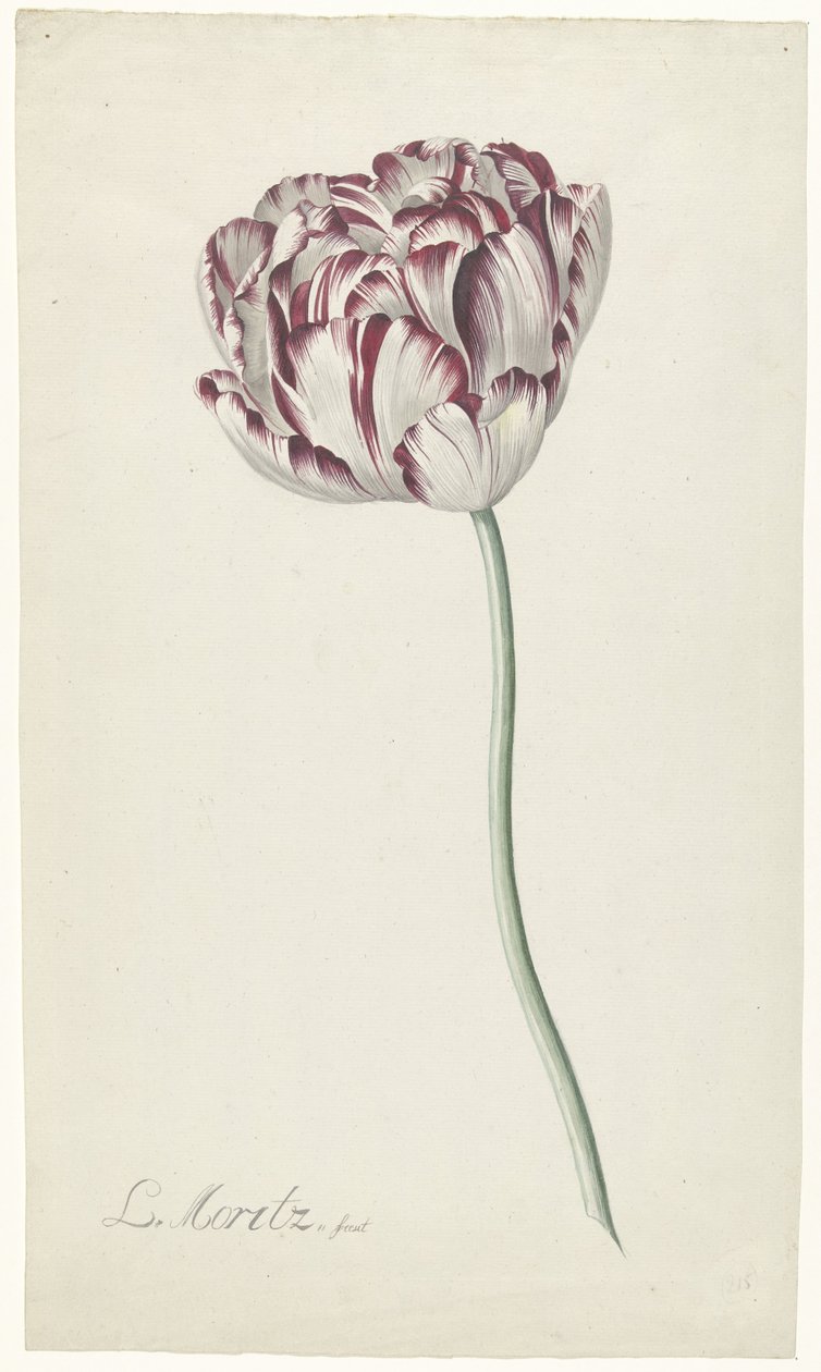 Tulipan autorstwa Louis Moritz