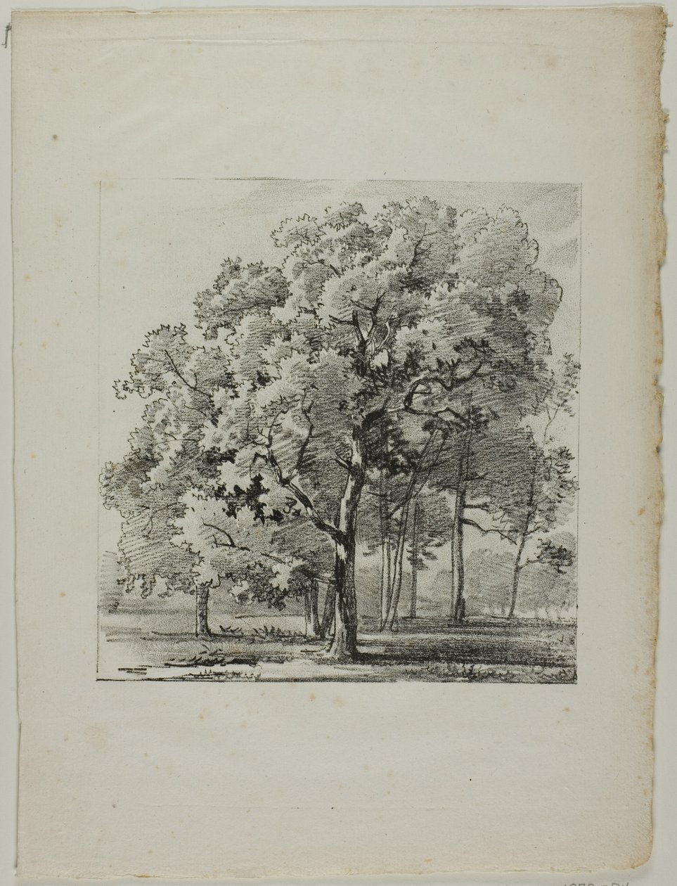 Studium Drzew autorstwa Louis Pierre Baltard