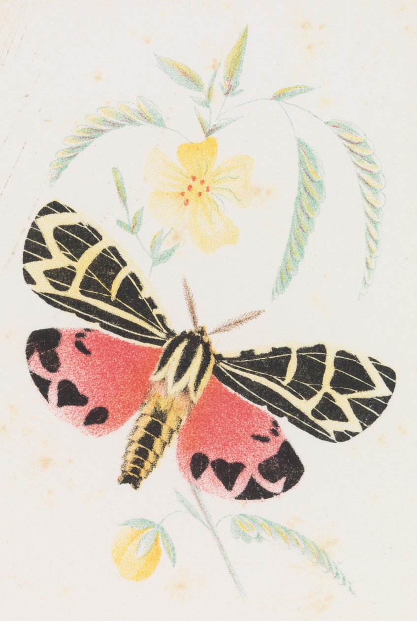 Arctia Panna, 1862 autorstwa Louis Prang