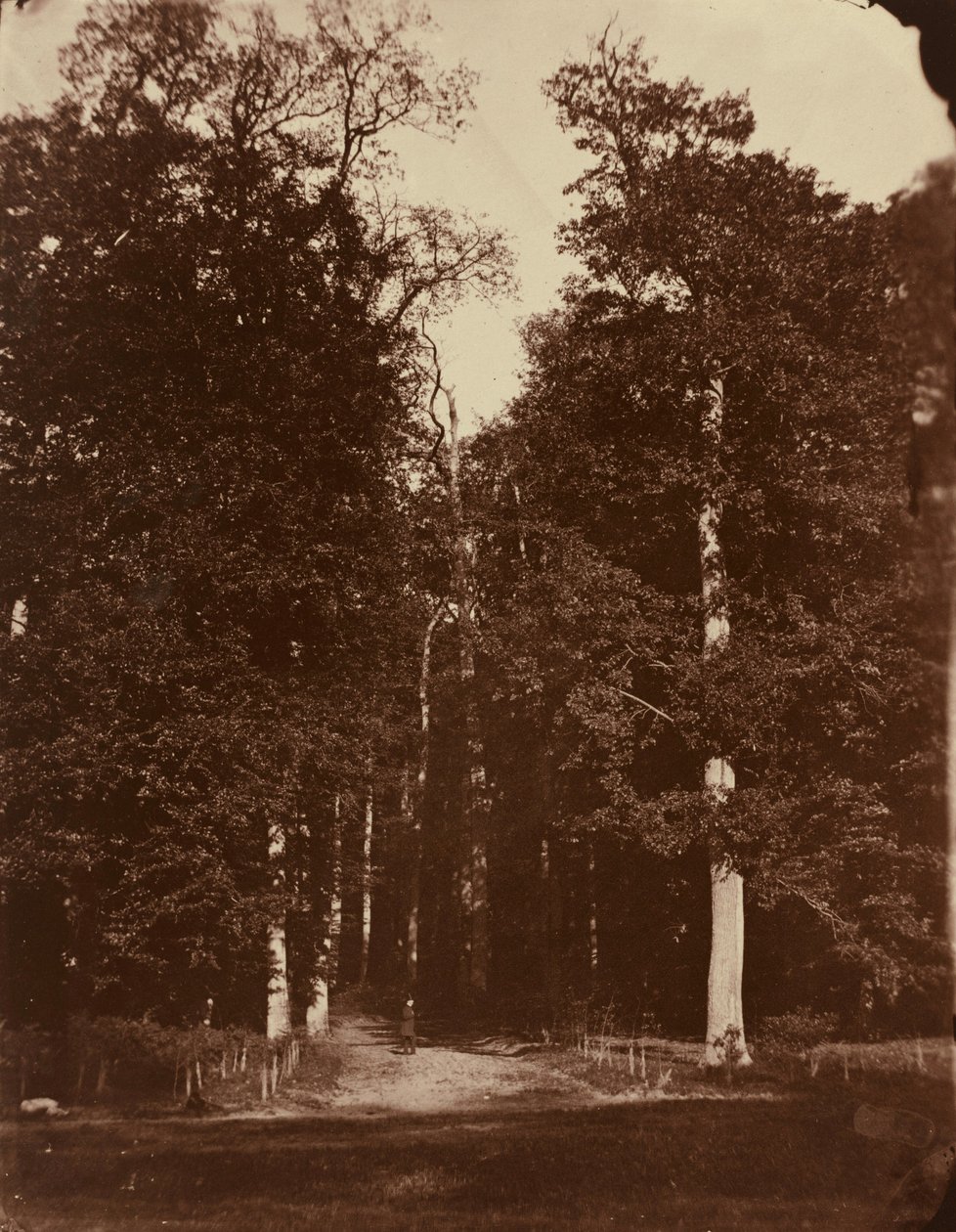 Las w Saint-Cloud, 1859-1860 (zdjęcie) autorstwa Louis Rémy Robert