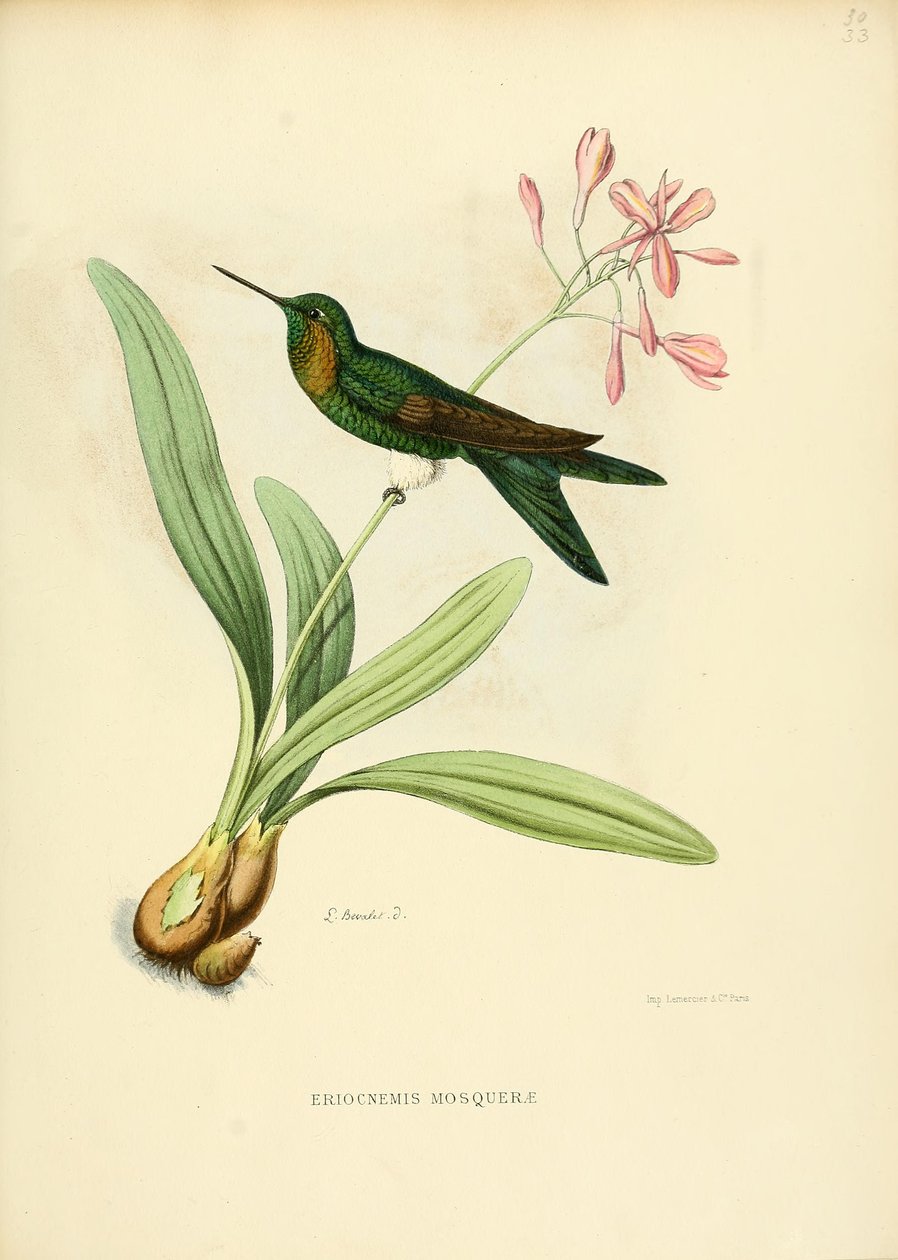 Meczet Eriocnemisa autorstwa Louis Victor Bevalet