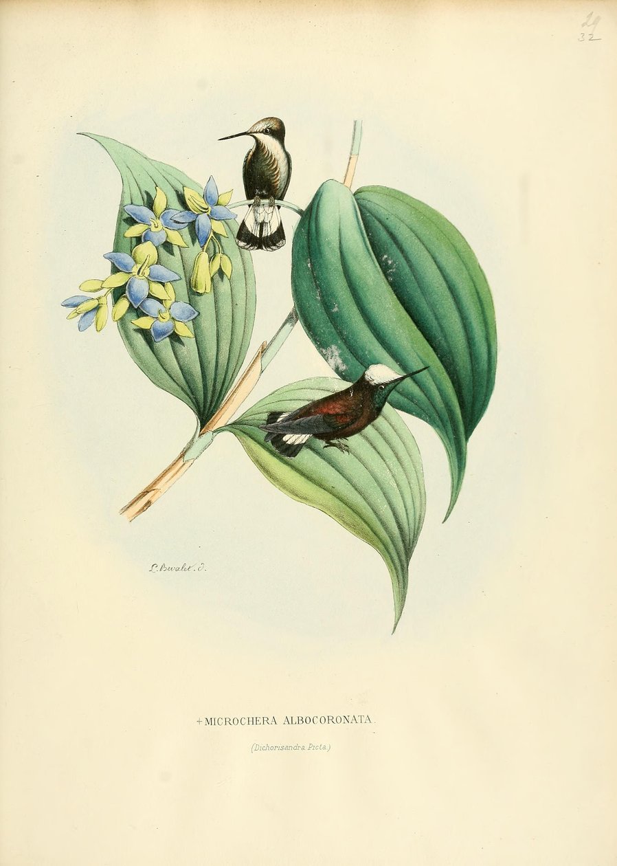 Microchera albocoronata autorstwa Louis Victor Bevalet