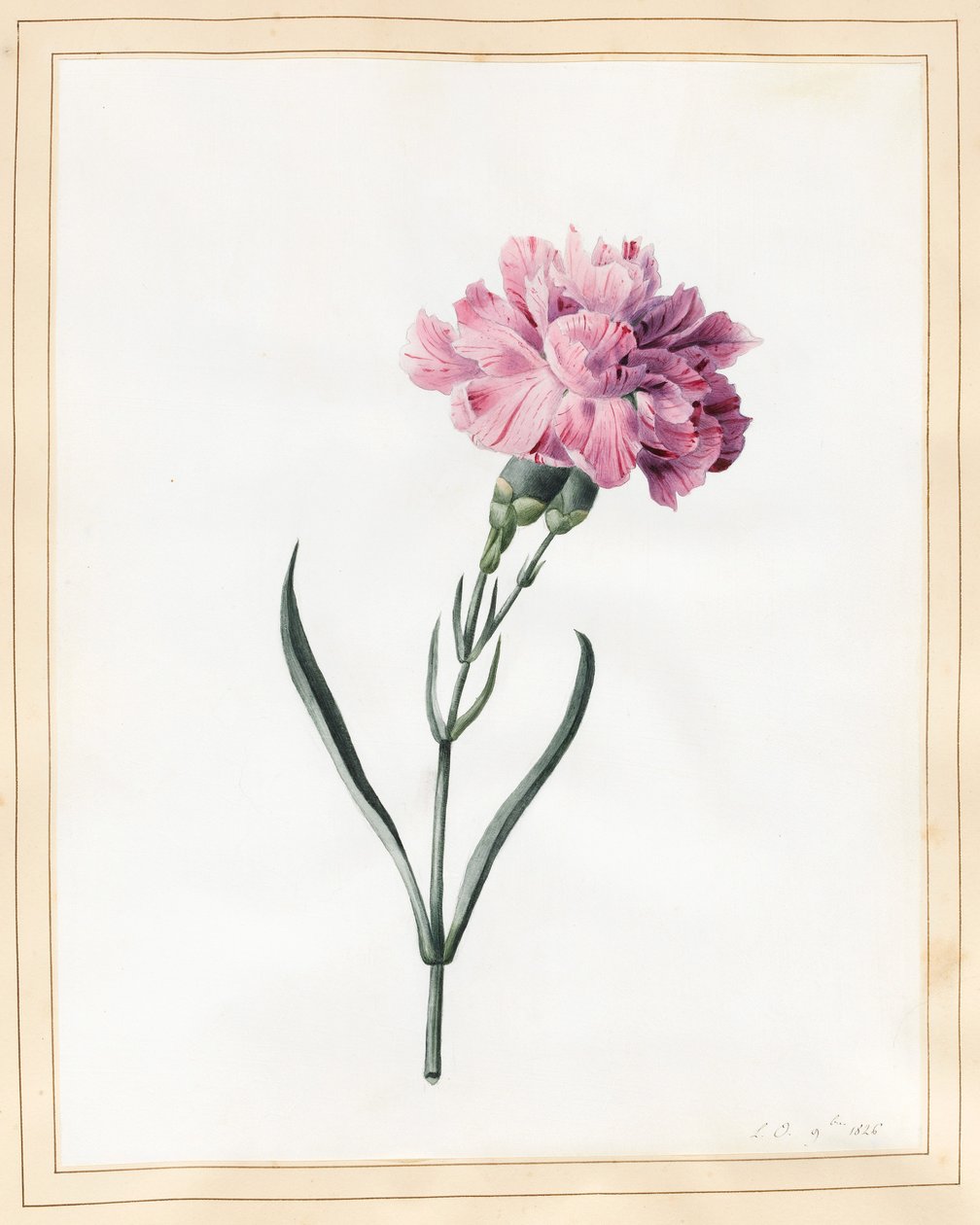 Goździk, 1826 (wc na welinie) autorstwa Louise DOrleans