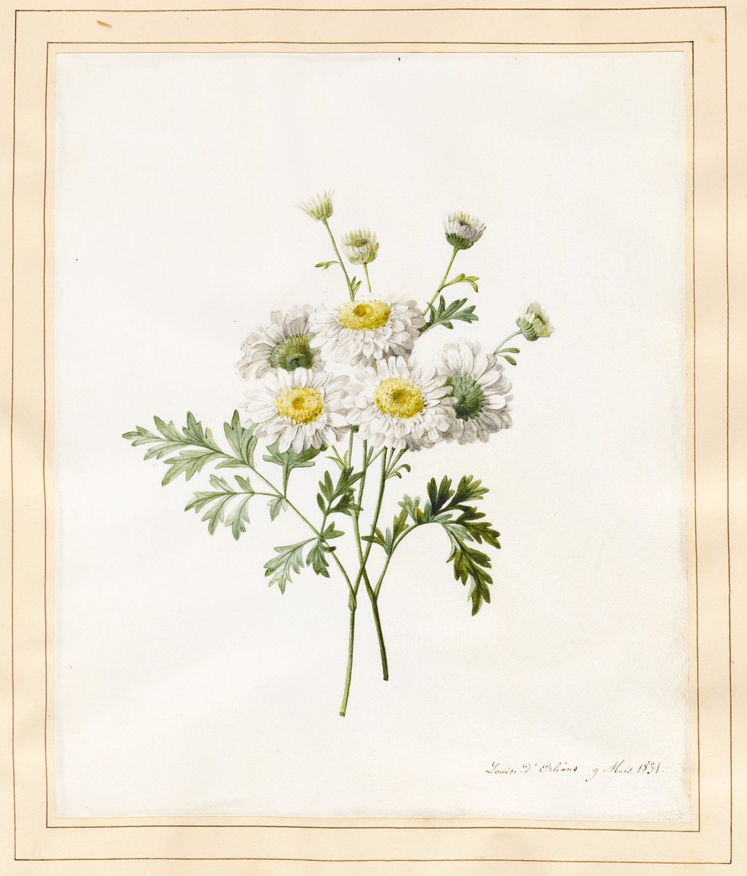 Chryzantema Partenium (guziki licencjackie), 1831 (wc z jakimś kolorem na welinie) autorstwa Louise DOrleans