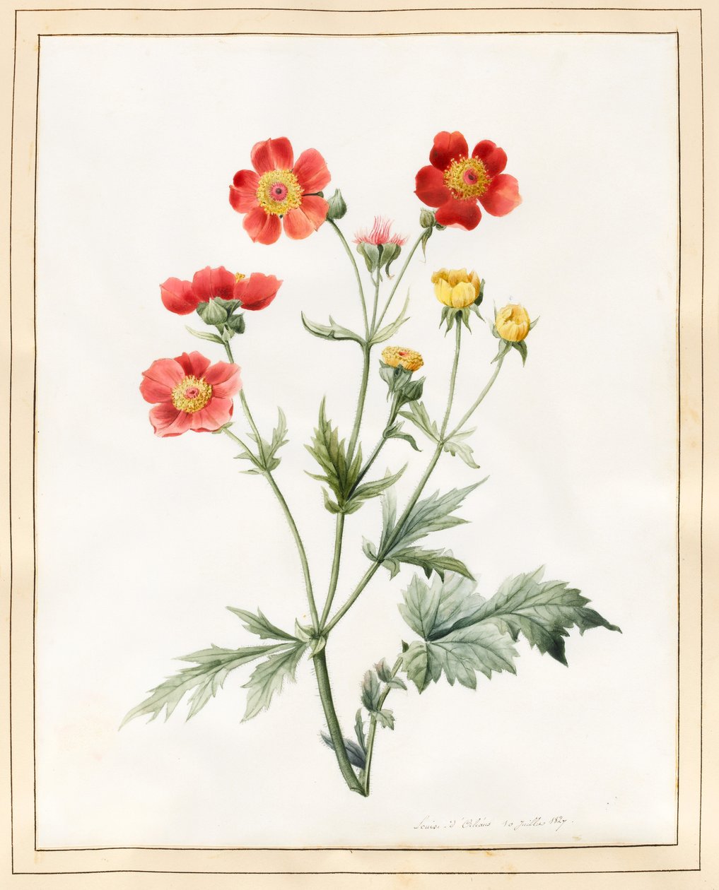Composite, 1827 (wc z odrobiną koloru nadwozia na welinie) autorstwa Louise DOrleans