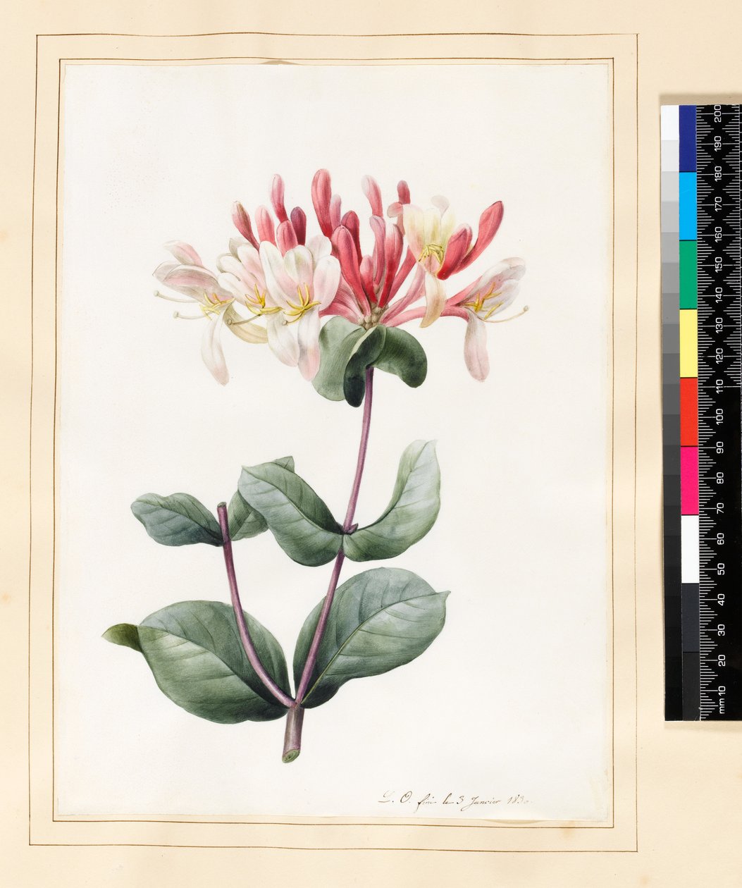 Lonicera Periclymenum (Honeysuckle) 1830 (toaleta i gwasz na welinie) autorstwa Louise DOrleans