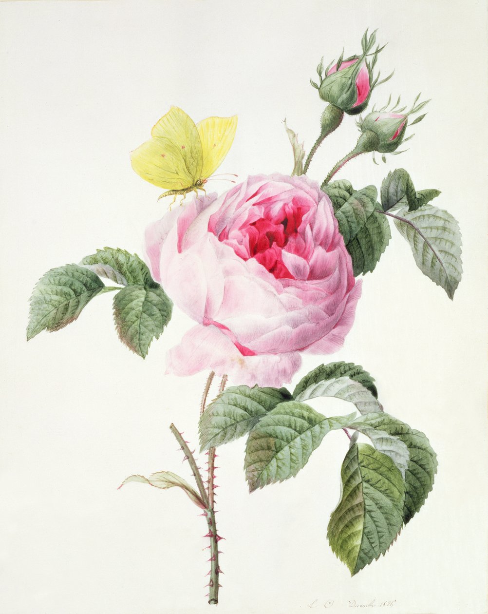 PD.107-1973.f11 Różowa róża z pąkami i siarkowym motylem, 1826 autorstwa Louise DOrleans