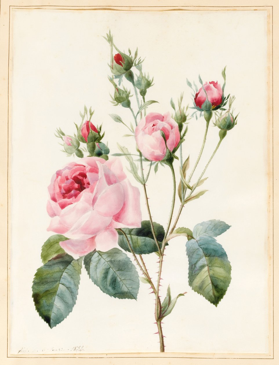Różowa róża i pąki, 1832 (toaleta z odrobiną koloru ciała na pergaminie) autorstwa Louise DOrleans