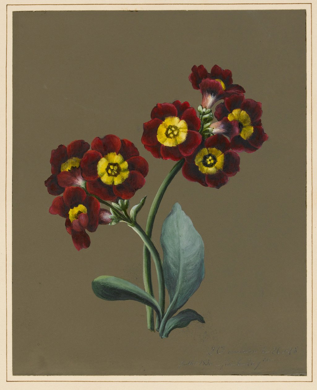 Red Primula Auricula, 1830 (wc i kolor nadwozia na papierze z przygotowanym podłożem) autorstwa Louise DOrleans