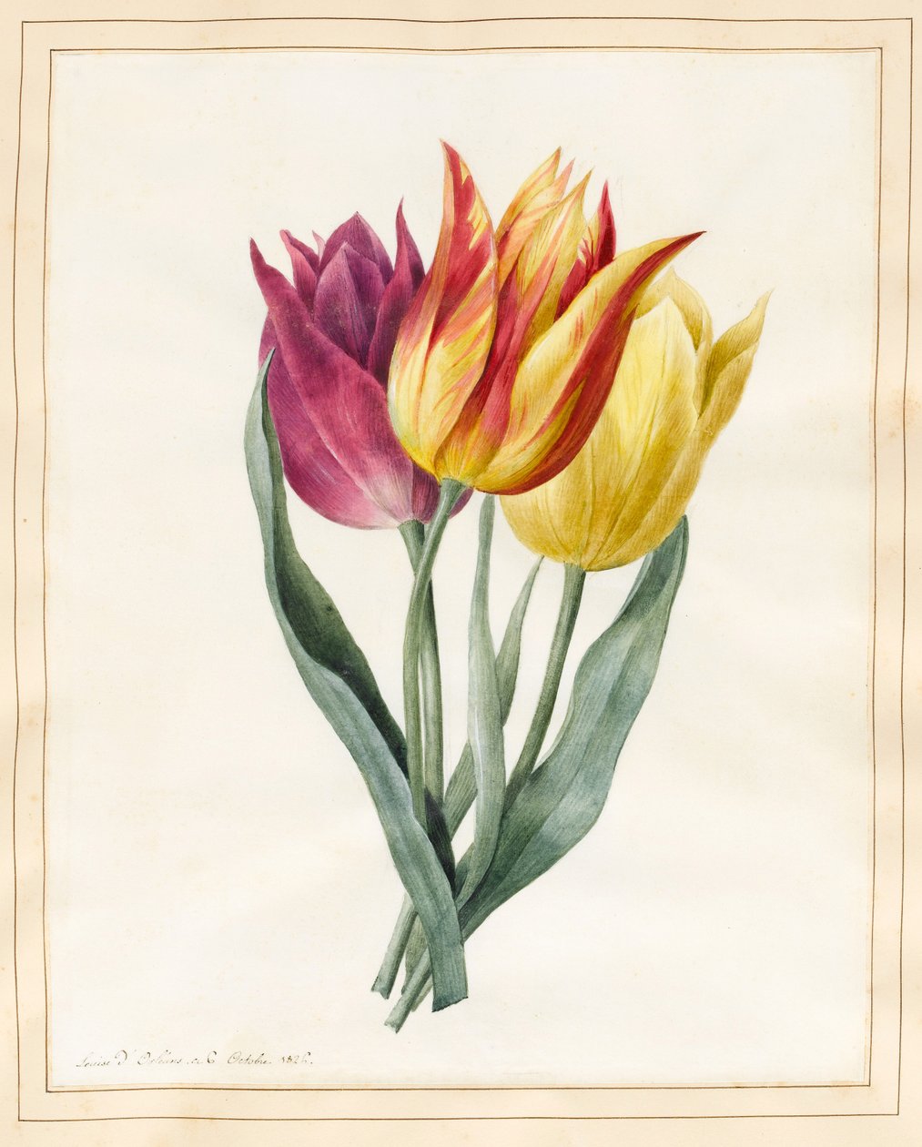 Trzy tulipany liliowe (wc z odrobiną koloru ciała na welinie) autorstwa Louise DOrleans